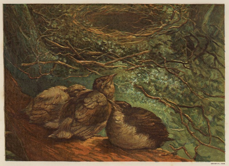 Nye fuglekull (farge litho) av English School