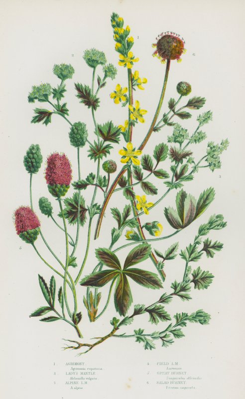 Blomstrende planter i Storbritannia: Agrimony, Lady's Mantle, Alpine Lady's Mantle, Field Lady's Mantle, Great Burnet, Salat Burnet (farge litho) av English School