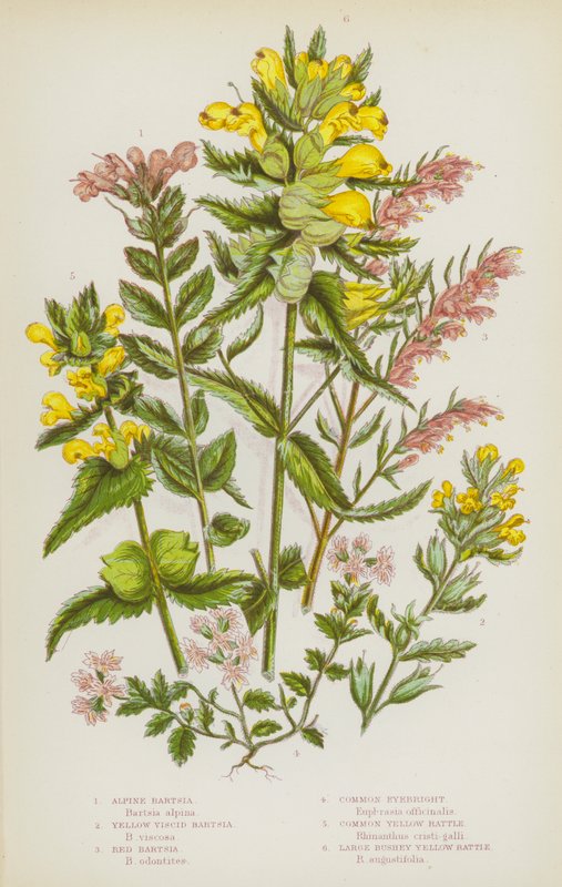 Blomstrende planter i Storbritannia: Alpine Bartsia, Yellow Viscid Bartsia, Red Bartsia, Common Eyebright, Common Yellow Rattle, Large Bushey Yellow Rattle (farge litho) av English School