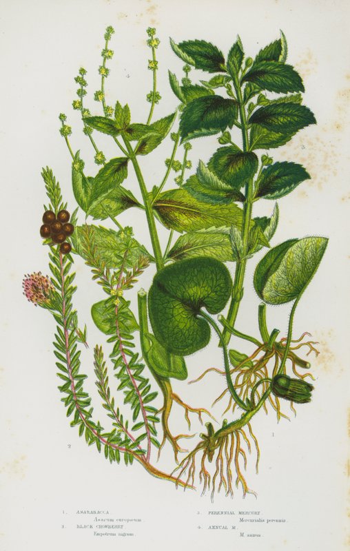 Blomstrende planter i Storbritannia: Asarabacca, Black Crowberry, Perennial Mercury, Annual Mercury (farge litho) av English School