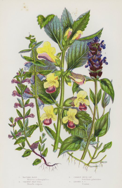 Blomstrende planter i Storbritannia: Bastard Balm, Common Self Heal, Common Skull Cap, Lesser Skull Cap (farge litho) av English School