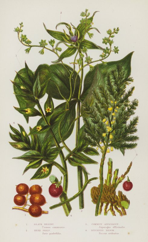 Blomstrende planter i Storbritannia: Black Briony, Herb Paris, Common Asparges, Butchers Broom (farge litho) av English School
