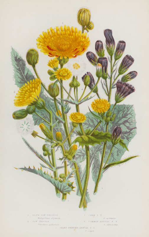 Blomstrende planter i Storbritannia: blå purketistel, purketistel, maispurketistel, vanlig purketistel, skarp frynset årlig purketistel (farge litho) av English School