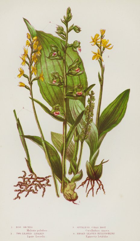Blomstrende planter i Storbritannia: myr-orchis, tobladede liparis, sporløs korallrot, bredbladet helleborine (farge litho) av English School