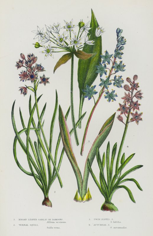 Blomstrende planter i Storbritannia: bredbladet hvitløk eller ramsløk, vernal squill, Twin Leaved Squill, Autumnal Squill (farge litho) av English School