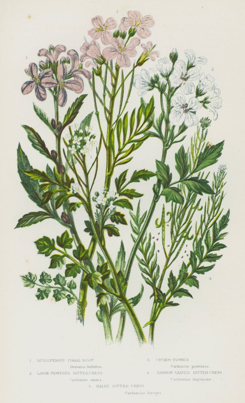Blomstrende planter i Storbritannia: tykke korallrot, storblomstret bitterkarse, gjøkblomst, smalbladet bitterkarse, hårete bitterkarse (farge litho) av English School