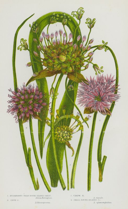 Blomstrende planter i Storbritannia: Hvitløk med stor rund hode, gressløk, hvitløk med rund hode, liten hvitløk med rund hode (farge litho) av English School