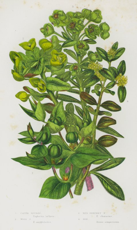 Blomstrende planter i Storbritannia: Caper Spurge, Wood Spurge, Red Shrubby Spurge, Box (farge litho) av English School