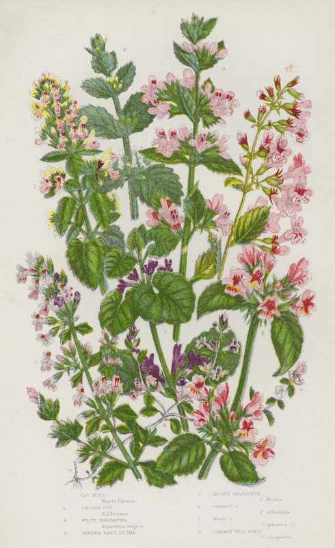 Blomstrende planter i Storbritannia: Kattmynte, malt eføy, hvit horehound, vanlig basilikumtimian, mindre kalaminth, vanlig kalaminth, trekalamint, vanlig villbasilikum (farge litho) av English School