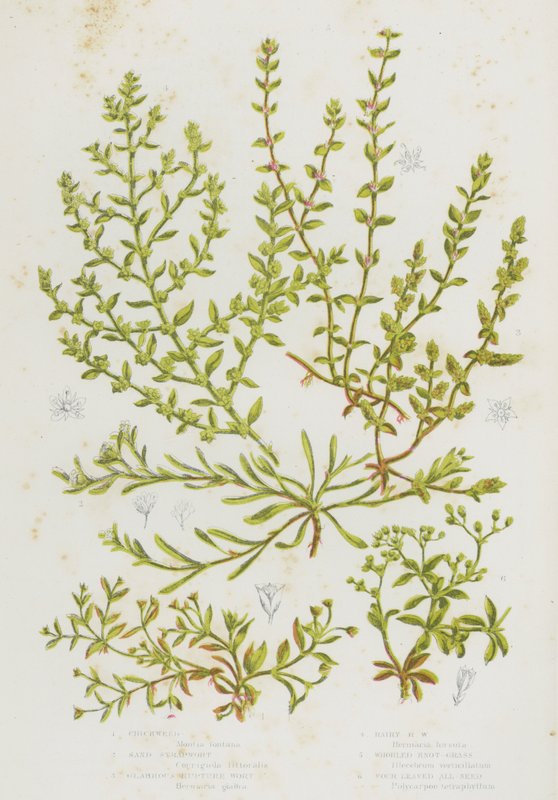 Blomstrende planter i Storbritannia: hønsefrukt, sandreimurt, glatt ruptururt, hårete ruptururt, slynget knutegress, firebladede alle frø (farge litho) av English School