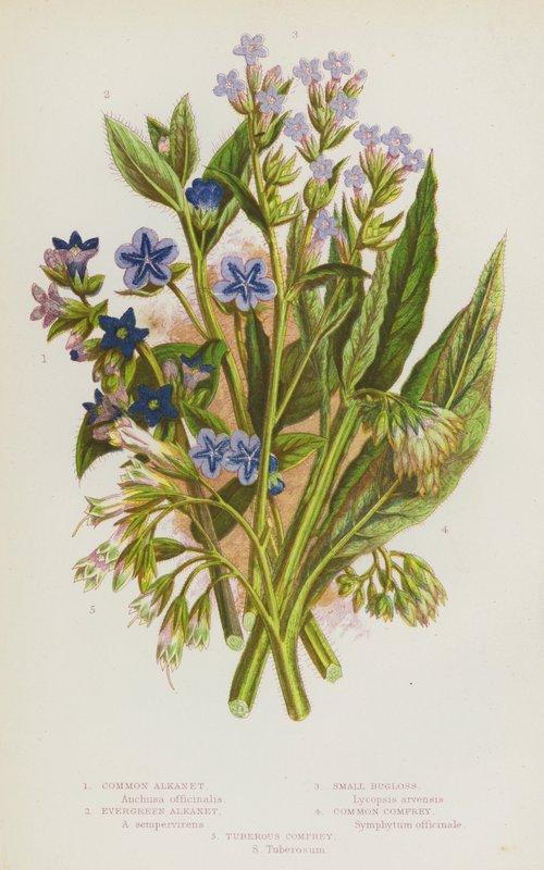 Blomstrende planter i Storbritannia: Vanlig alkanet, eviggrønn alkanet, liten insekt, vanlig vallørk, knollbær (farge litho) av English School