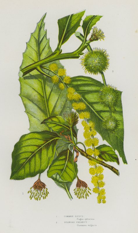 Blomstrende planter i Storbritannia: Vanlig bøk, spansk kastanje (farge litho) av English School