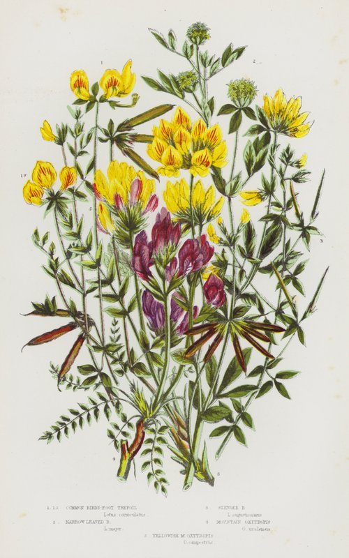 Blomstrende planter i Storbritannia: Vanlig fuglefots trefoil, smalbladig fuglefoot trefoil, slank fuglefoot trefoil, Mountain Oxytropis, Yellowish M Oxytropis (farge litho) av English School