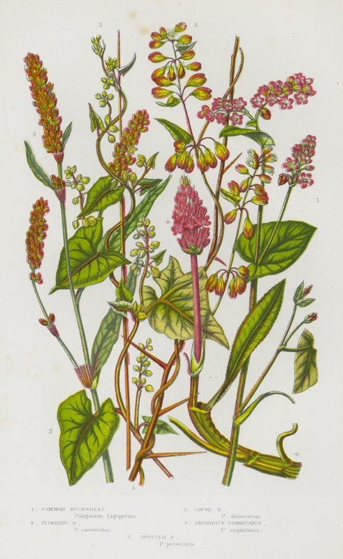 Blomstrende planter i Storbritannia: Vanlig bokhvete, klatrende bokhvete, Copse Buckwheat, Amphibius Persecaria, Spotted Persecaria (farge litho) av English School