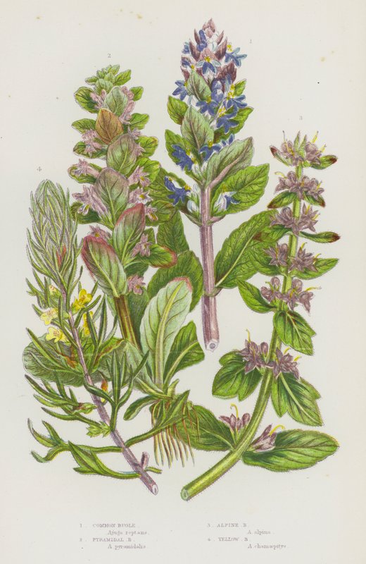 Blomstrende planter i Storbritannia: Vannlyve, Pyramidal Bugle, Alpine Bugle, Yellow Bugle (farge litho) av English School