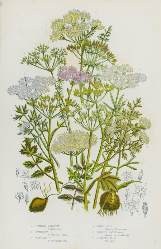 Blomstrende planter i Storbritannia: Vanlig karve, knollkarve, karve, jordnøtt, brennbrik, storbrannbrik (farge litho) av English School
