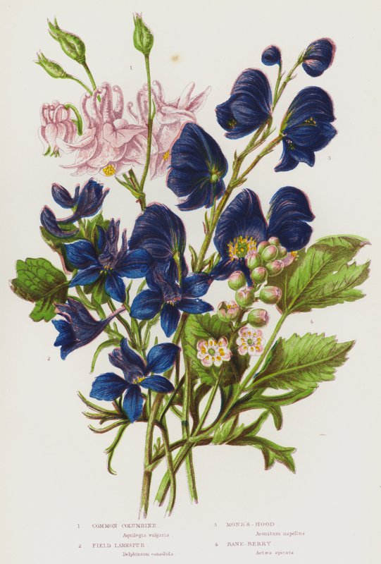 Blomstrende planter i Storbritannia: Akeleie, åkerspore, munkehette, banebær (farge litho) av English School