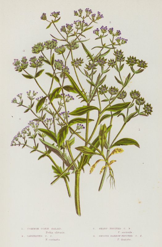Blomstrende planter i Storbritannia: Vanlig maissalat, karinert maissalat, skarpfrukt maissalat, glatt, smalfrukt maissalat (farge litho) av English School