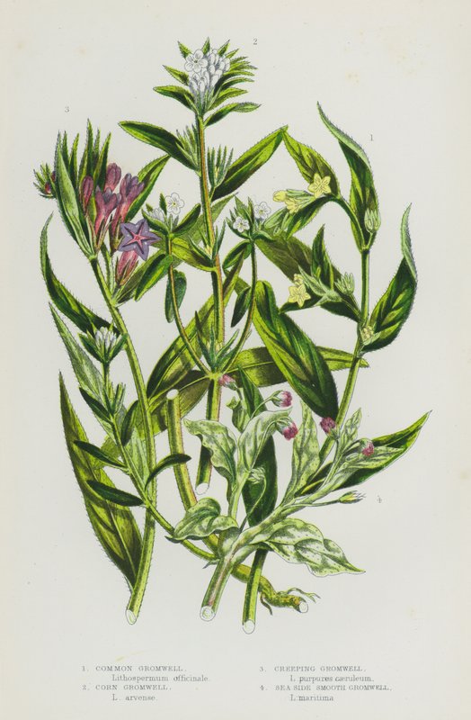 Blomstrende planter i Storbritannia: Common Gromwell, Corn Gromwell, Creeping Gromwell, Sea Side Smooth Gromwell (farge litho) av English School