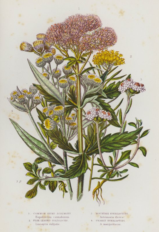 Blomstrende planter i Storbritannia: Vanlig hamp-agrimony, linbladede gulllokker, Mountain Everlasting, Pearly Everlasting (farge litho) av English School