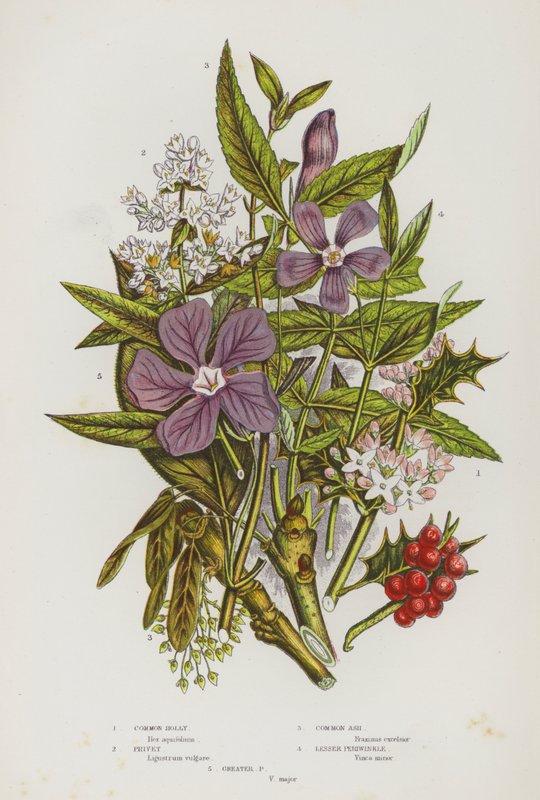 Blomstrende planter i Storbritannia: Vanlig kristtorn, liguster, vanlig ask, liten periwinkle, Greater Periwinkle (farge litho) av English School