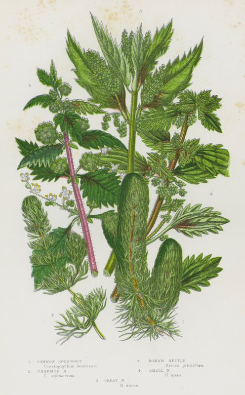 Blomstrende planter i Storbritannia: Vanlig hornwort, ubevæpnet hornwort, romersk nesle, liten nesle, stor nesle (farge litho) av English School