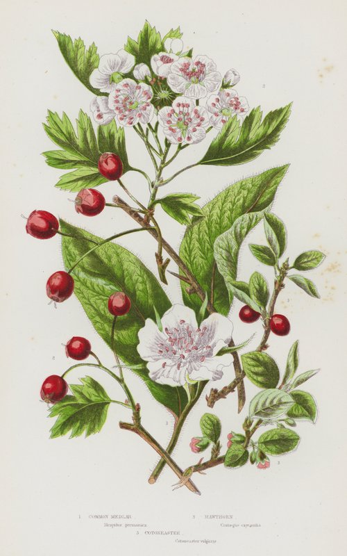 Blomstrende planter i Storbritannia: Vanlig Mispel, Hagtorn, Cotoneaster (farge litho) av English School