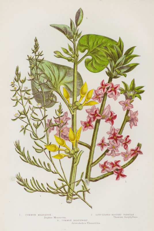 Blomstrende planter i Storbritannia: Vanlig mezereon, lobladd bastardpaddelin, vanlig fødselsurt (farge litho) av English School