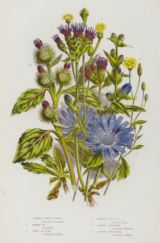 Blomstrende planter i Storbritannia: Vanlig brystvort, dvergvort, vill suk, vanlig burdock, vanlig sagurt, alpin saussurea (farge litho) av English School