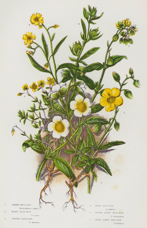 Blomstrende planter i Storbritannia: Vanlig steinrose, grå steinrose, flekket steinrose, hvit steinrose, prikkete bladsteinrose, Ledumbladede steinrose (farge litho) av English School