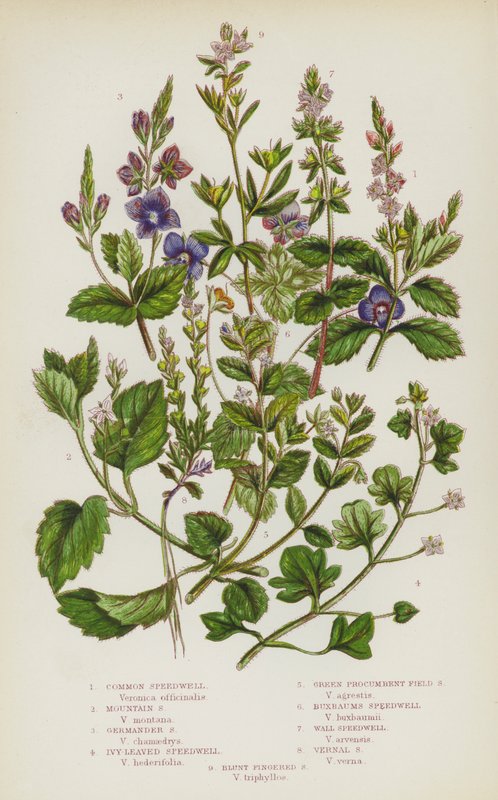 Blomstrende planter i Storbritannia: Common Speedwell, Mountain Speedwell, Germander Speedwell, Ivy-Leaved Speedwell, Green Procumbent Field Speedwell, Buxbaums Speedwell, Wall Speedwell, Vernal Speedwell, Blunt Fingered Speedwell (farge litho) av English School