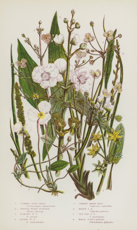 Blomstrende planter i Storbritannia: Vanlig stjernefrukt, større vannplantain, flytende vannplantain, mindre vannplantain, vanlig pilhode, myrpilhode, sjøsidepilhode, marshscheuchzeria (farge litho) av English School