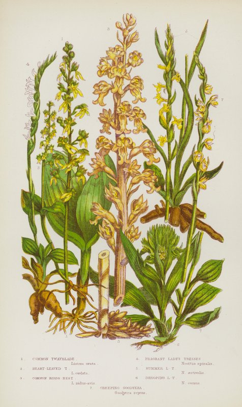 Blomstrende planter i Storbritannia: Vanlige Twayblade, Heart-Leaved Twayblade, Common Birds-Nest, Duftende Lady's Tresses, Summer Lady's Tresses, Drooping Lady's Tresses, Creeping Goodyera (farge litho) av English School