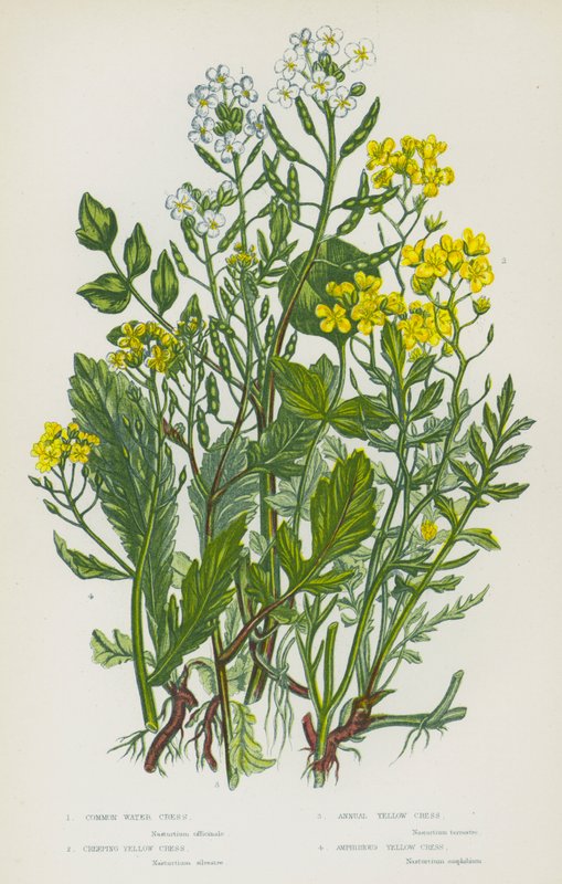 Blomstrende planter i Storbritannia: Vannkarse, krypende gul karse, årlig gul karse, amfibisk gul karse (farge litho) av English School
