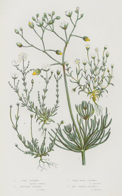 Blomstrende planter i Storbritannia: Corn Spurrey, Knotted Spurrey, Pearl-Wort Spurrey, Syleformet Spurrey (farge litho) av English School