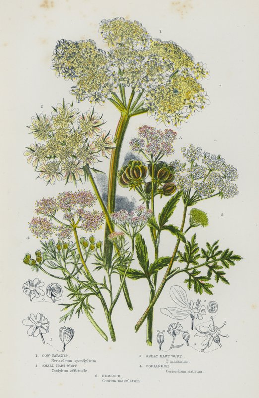 Blomstrende planter i Storbritannia: Cow-Parsnep, Small Hart-Wort, Great Hart-Wort, Koriander, Hemlock (farge litho) av English School