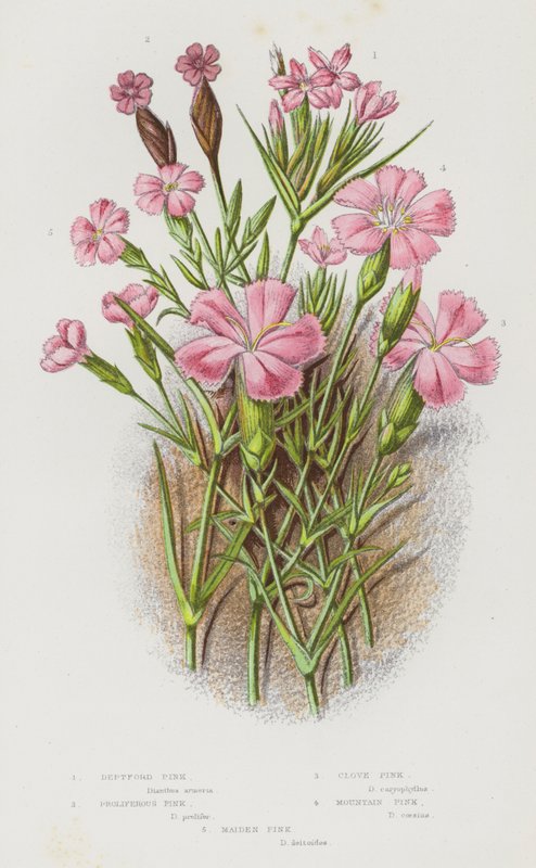 Blomstrende planter i Storbritannia: Deptford Pink, Proliferous Pink, Clove Pink, Mountain Pink, Maiden Pink (farge litho) av English School