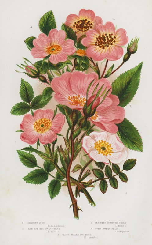 Blomstrende planter i Storbritannia: Dickson's Rose, Red Fruited Dwarf Rose, Slightly Scented Briar, True Sweet Briar, Close-styled Dog Rose (farge litho) av English School