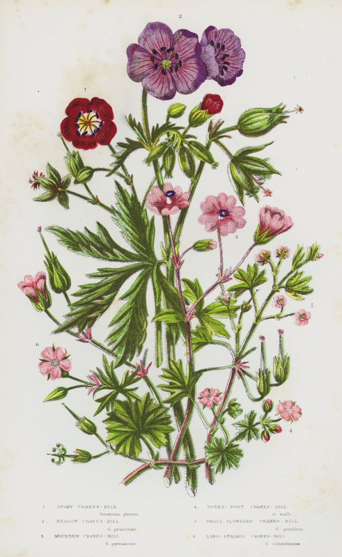Blomstrende planter i Storbritannia: Dusky Cranesbill, Meadow Crane