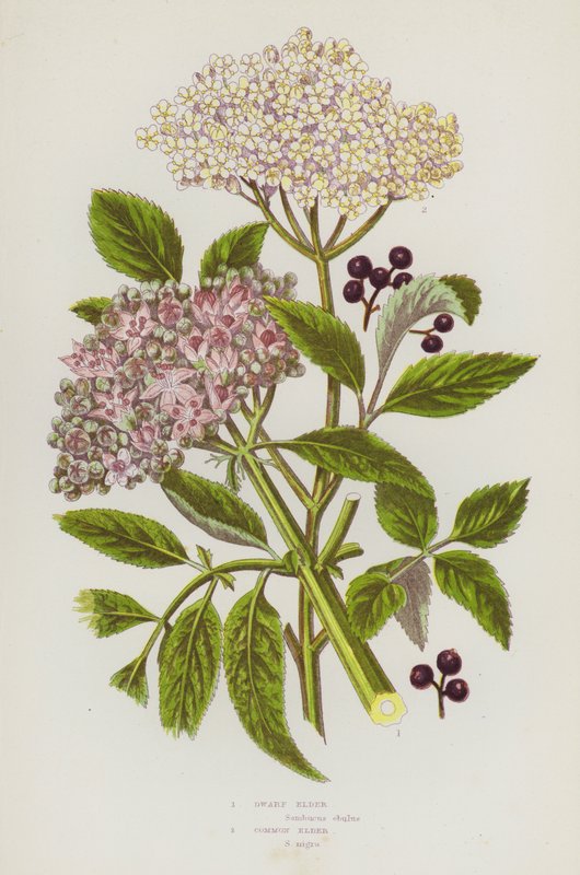 Blomstrende planter i Storbritannia: Dverg eldste, vanlig eldste (farge litho) av English School