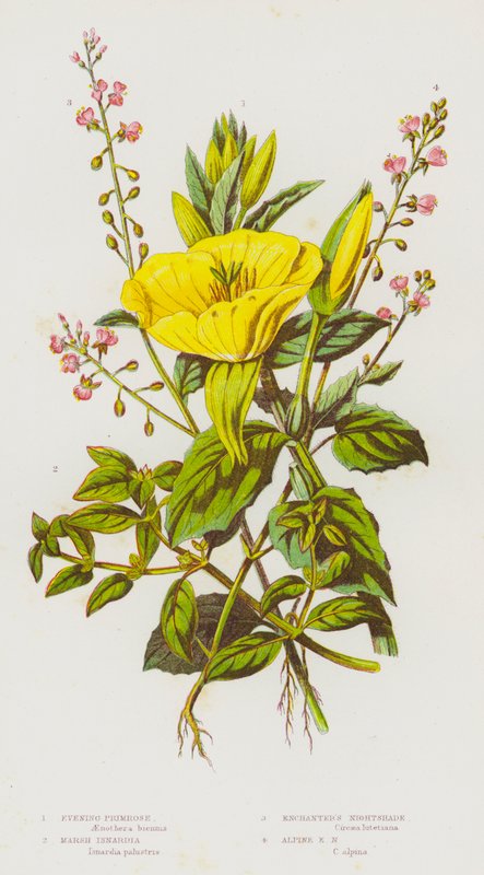 Blomstrende planter i Storbritannia: Nattlysa, Marsh Isnardia, Enchanter