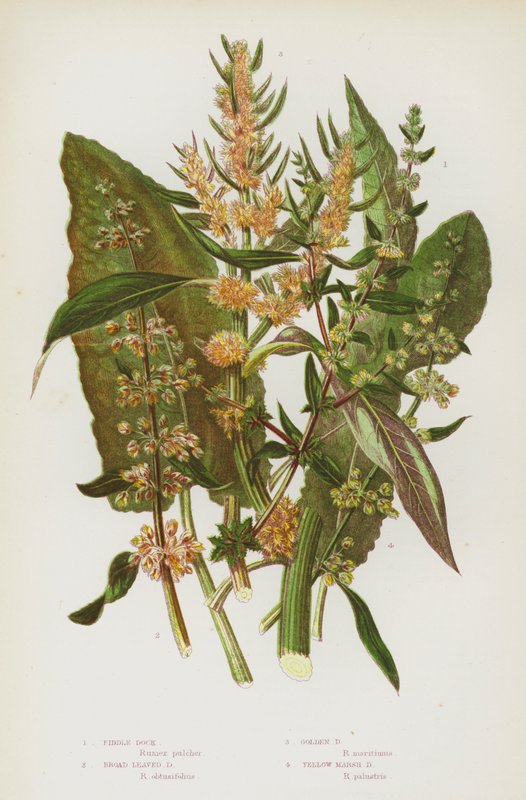 Blomstrende planter i Storbritannia: Fiddle Dock, Broad Leaved Dock, Golden Dock, Yellow Marsh Dock (farge litho) av English School