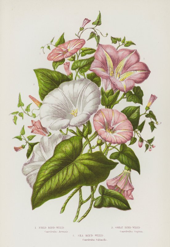 Blomstrende planter i Storbritannia: Åkerbind-ugress, Great Bind-Weed, Sea Bind-Weed (farge litho) av English School