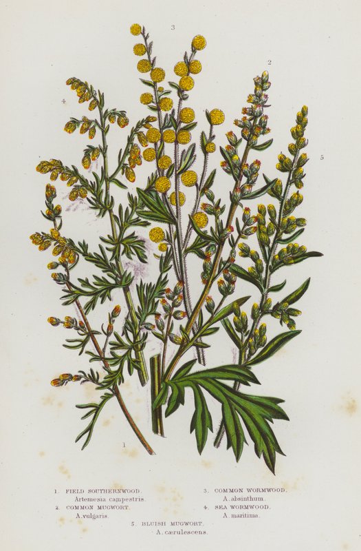 Blomstrende planter i Storbritannia: Sørlandsved, vanlig malurt, vanlig malurt, sjømalurt, blålig malurt (farge litho) av English School