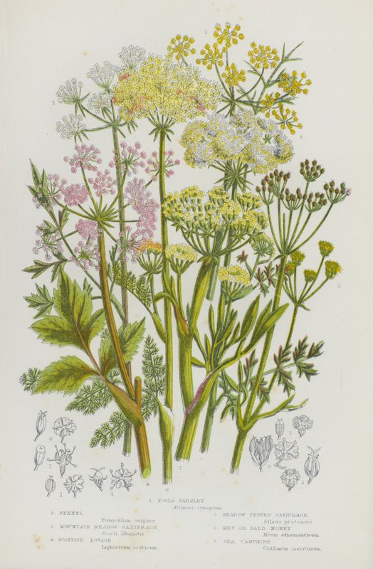 Blomstrende planter i Storbritannia: Fools Persille, Fennikel, Mountain Meadow Saxifrage, Scottish Lovage, Meadow Pepper Saxifrage, Meu eller Bald-Money, Sea Camphire (farge litho) av English School
