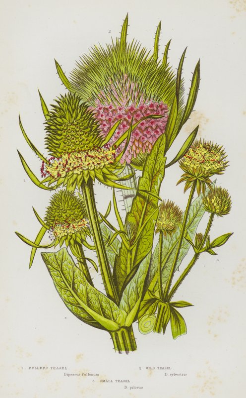 Blomstrende planter i Storbritannia: Fullers Teasel, Wild Teasel, Small Teasel (litho-farge) av English School