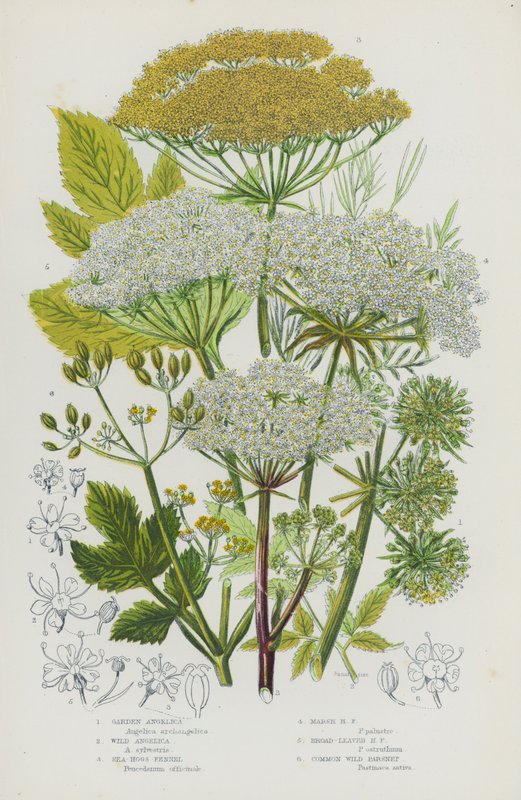 Blomstrende planter i Storbritannia: hagekvel, villkvel, havsvinfennikel, myrsvinfennikel, bredbladsvinfennikel, vill pastinakk (farge litho) av English School