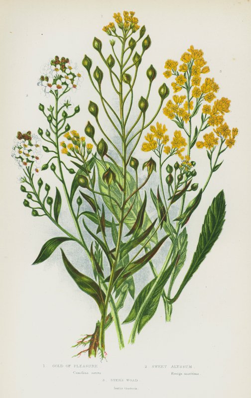 Blomstrende planter i Storbritannia: Gold of Pleasure, Sweet Alyssum, Dyer's Woad (farge litho) av English School