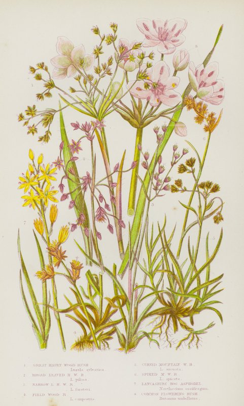 Blomstrende planter i Storbritannia: Great Hairy Wood Rush, Bred Bladed Hairy Wood Rush, smalbladede hårete Rush, Field Wood Rush, Buet Mountain Wood Rush, Pigged Mountain Wood Rush, Lancashire Myr Asphodel, Common Flower Rush (farge litho) av English School