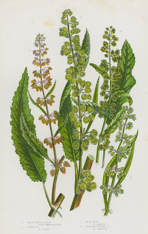 Blomstrende planter i Storbritannia: Great Water Dock, Curled Dock, Meadow Dock, Grainless Water Dock (farge litho) av English School